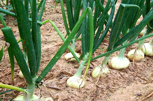Tanaman Bawang Putih